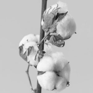 Cotton fibre